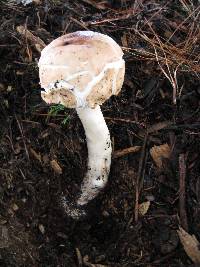 Chlorophyllum brunneum image