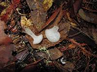 Pseudohydnum gelatinosum image