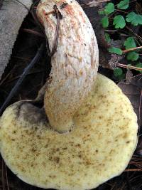 Leccinum rugosiceps image