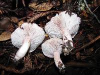 Hygrophorus russula image