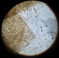 Psilocybe muliercula image