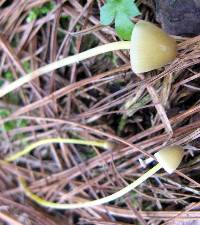 Mycena epipterygia image