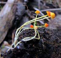 Mycena acicula image