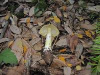 Amanita augusta image