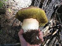 Boletus rex-veris image