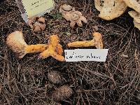 Lactarius volemus image