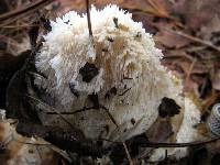 Hydnopolyporus fimbriatus image