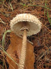 Macrolepiota procera var. procera image