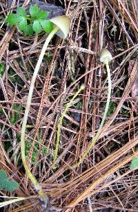 Mycena epipterygia image