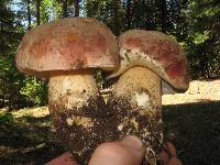 Boletus rex-veris image