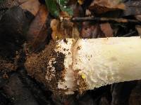 Amanita augusta image