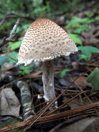 Lepiota magnispora image