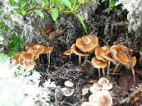 Psilocybe cyanescens image