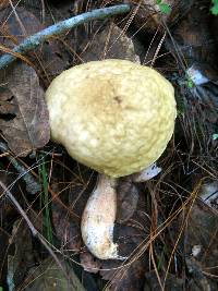 Leccinum rugosiceps image