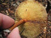 Gymnopilus luteofolius image