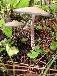 Psilocybe zapotecorum image