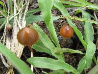 Psilocybe coprophila image