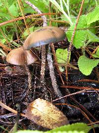 Psilocybe zapotecorum image