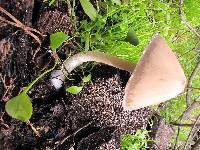 Psathyrella longipes image