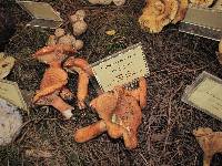 Lactarius salmonicolor image