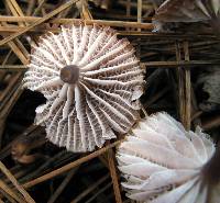 Mycena pura image