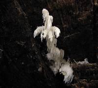 Hericium coralloides image