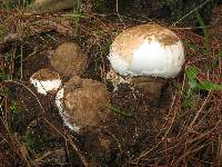 Amanita fallax image