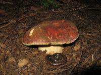 Boletus rex-veris image