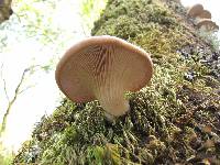 Pleurotus ostreatus image