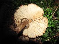 Chlorophyllum brunneum image