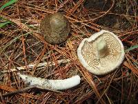 Inocybe corydalina image