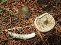 Inocybe corydalina image