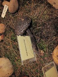 Strobilomyces confusus image