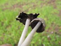 Coprinopsis marcescibilis image