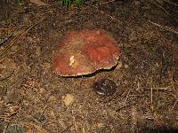 Boletus rex-veris image