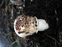 Chlorophyllum brunneum image