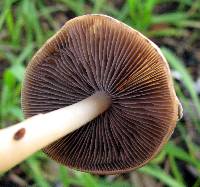 Psathyrella candolleana image