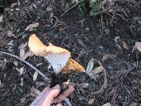 Polyporus tuberaster image