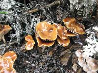 Psilocybe cyanescens image