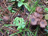 Inocybe calamistrata image