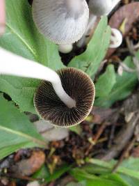 Coprinopsis marcescibilis image