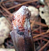 Cortinarius violaceus image