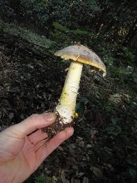 Amanita augusta image