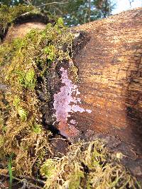 Hypochnella violacea image