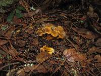 Craterellus tubaeformis image