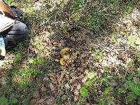 Cantharellus californicus image