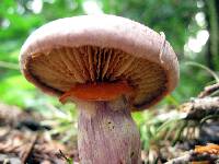 Gymnopilus luteofolius image