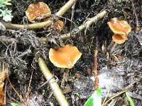 Psilocybe cyanescens image