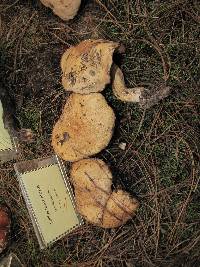 Suillus tomentosus image