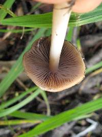 Psathyrella candolleana image